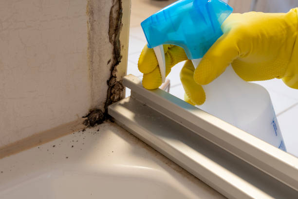 Best White Mold Remediation in Chaska, MN